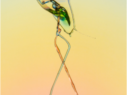 Waterdrops